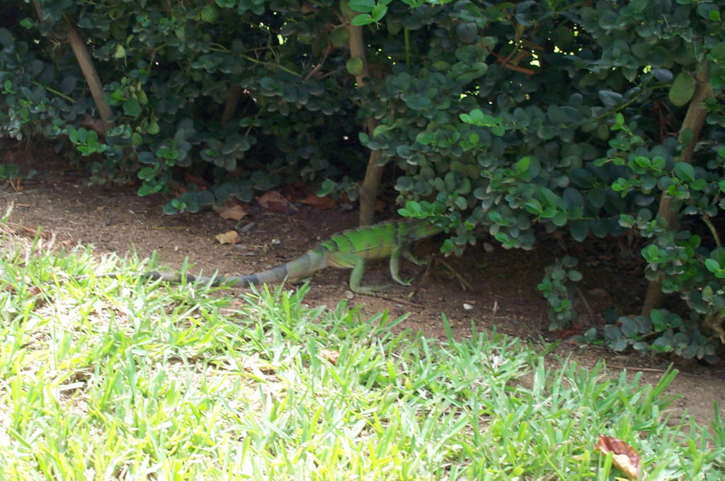 2003 Aruba